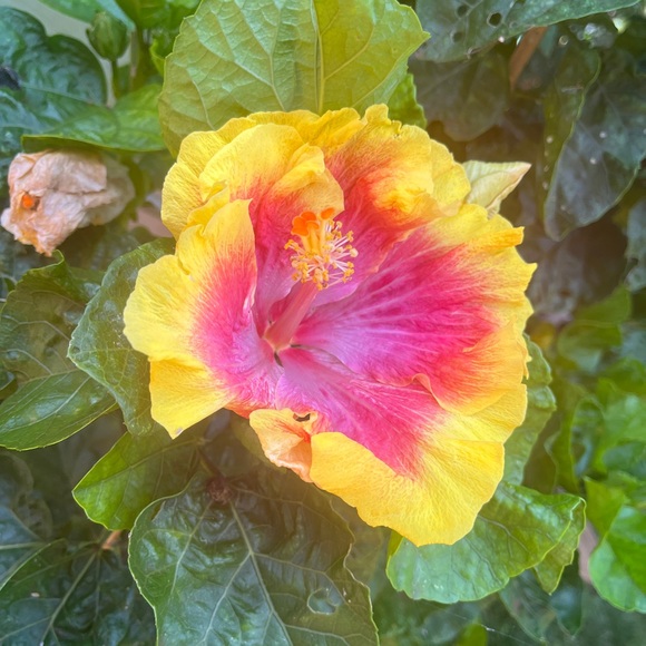 Meet your Posher, Megg - Picture 6 of 7